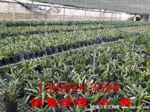 精品桃紅荷瓣——一盆遺香的禪意守望