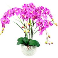 植物花卉園藝產(chǎn)品-植物花卉園藝價格參考